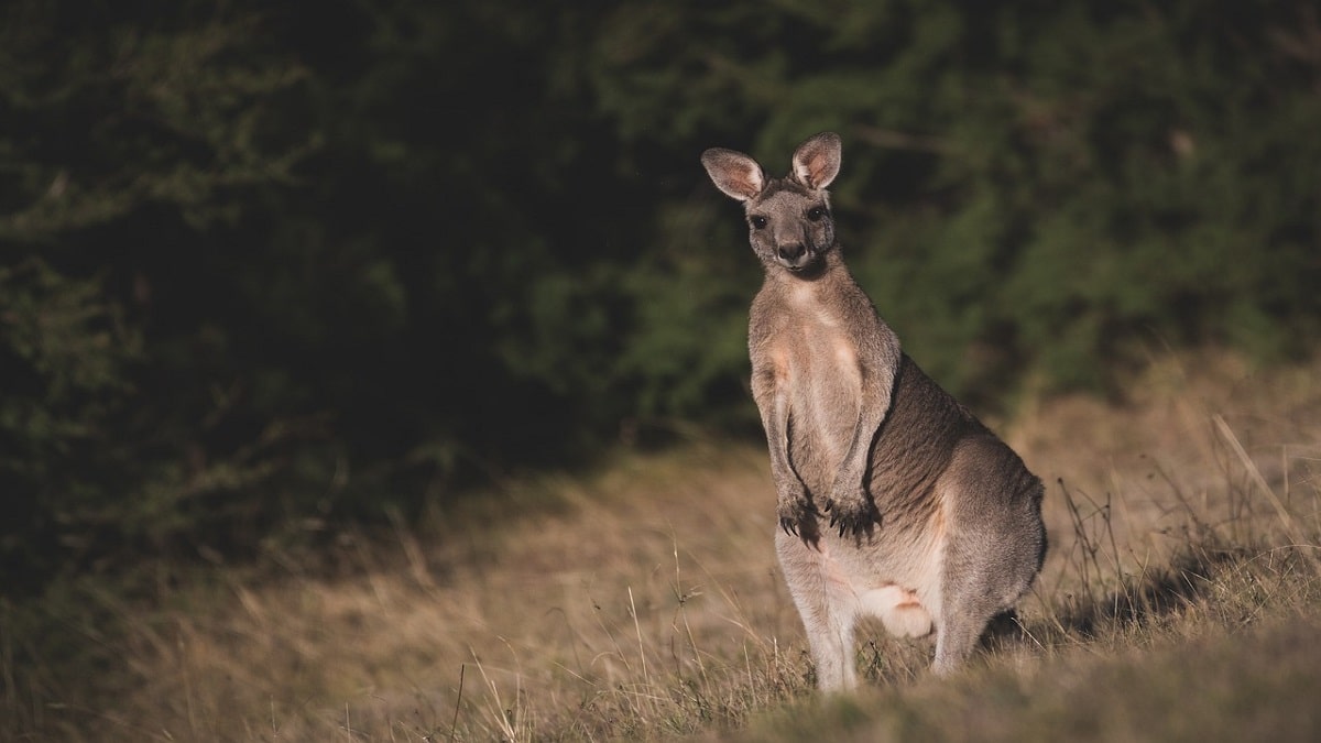 Animali, ecco quando i canguri hanno imparato a saltare