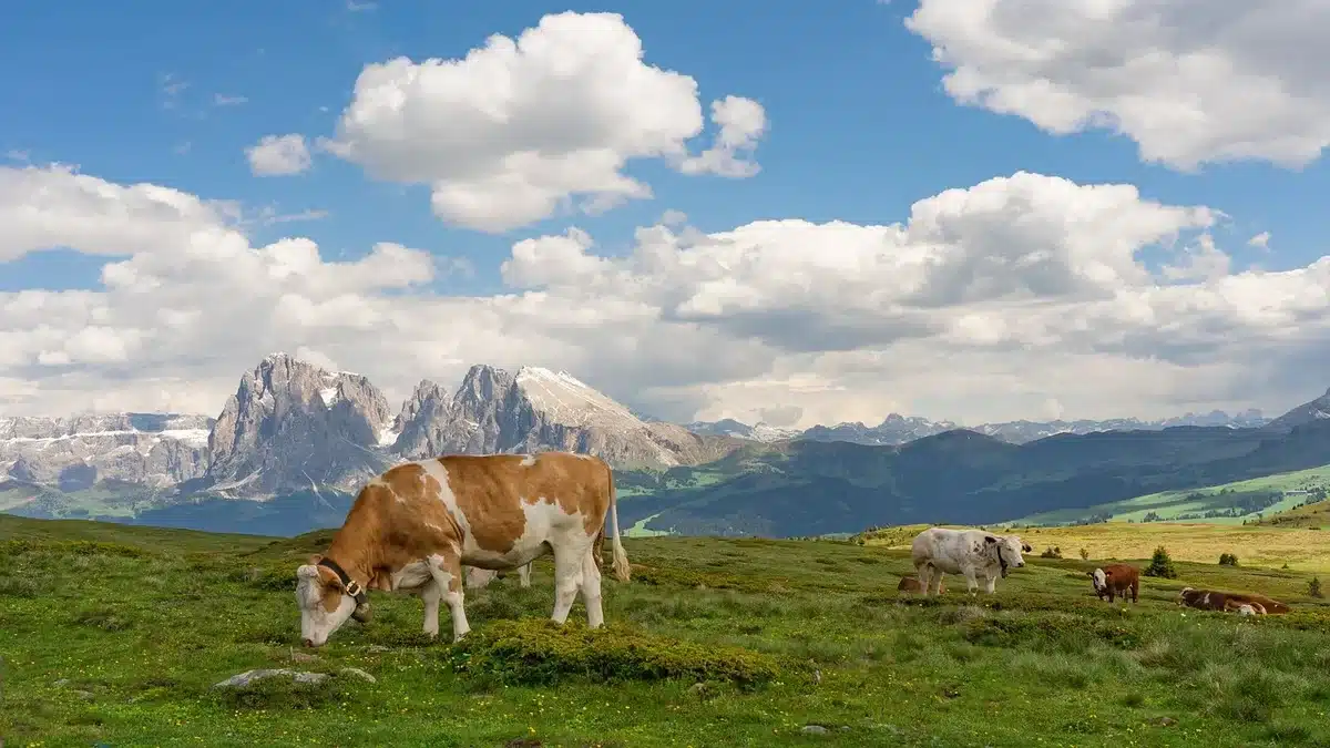 Gas serra: toilette per mucche per ridurre le emissioni