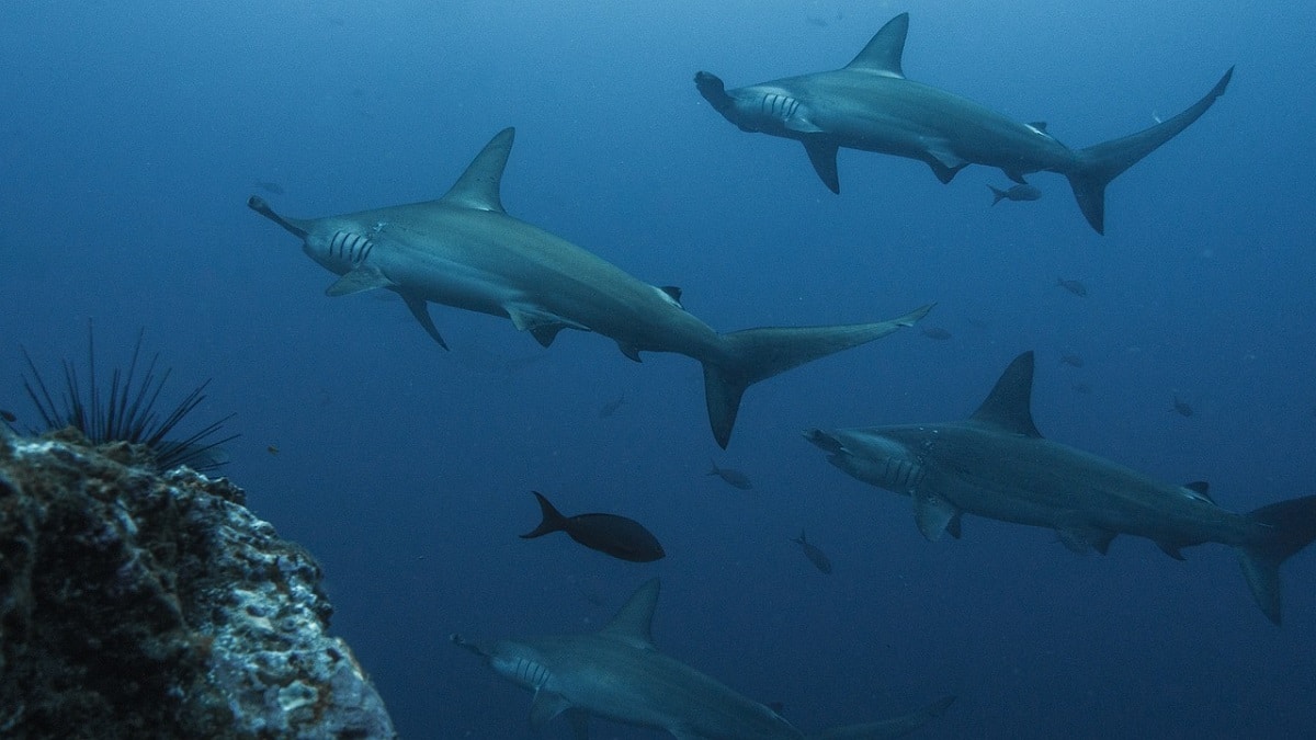 Florida, gli squali consumano la cocaina dispersa in mare?