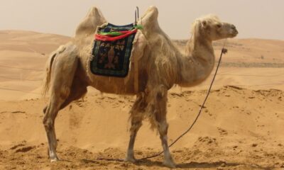 Dove si fanno corse di cammelli?