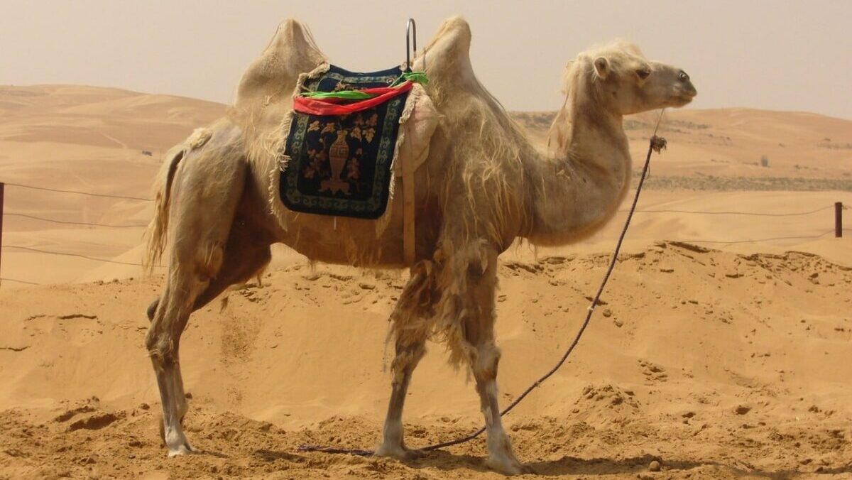 Dove si fanno corse di cammelli?