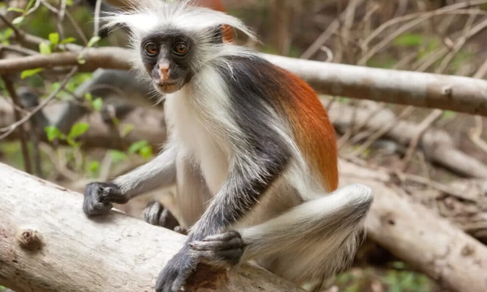 Il còlobo rosso di Zanzibar