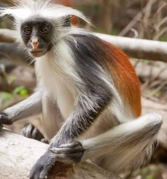 Il còlobo rosso di Zanzibar