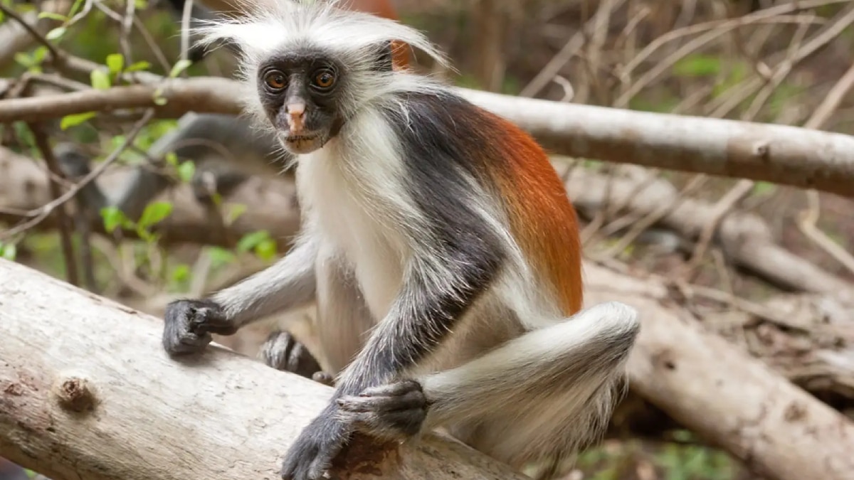 Il còlobo rosso di Zanzibar