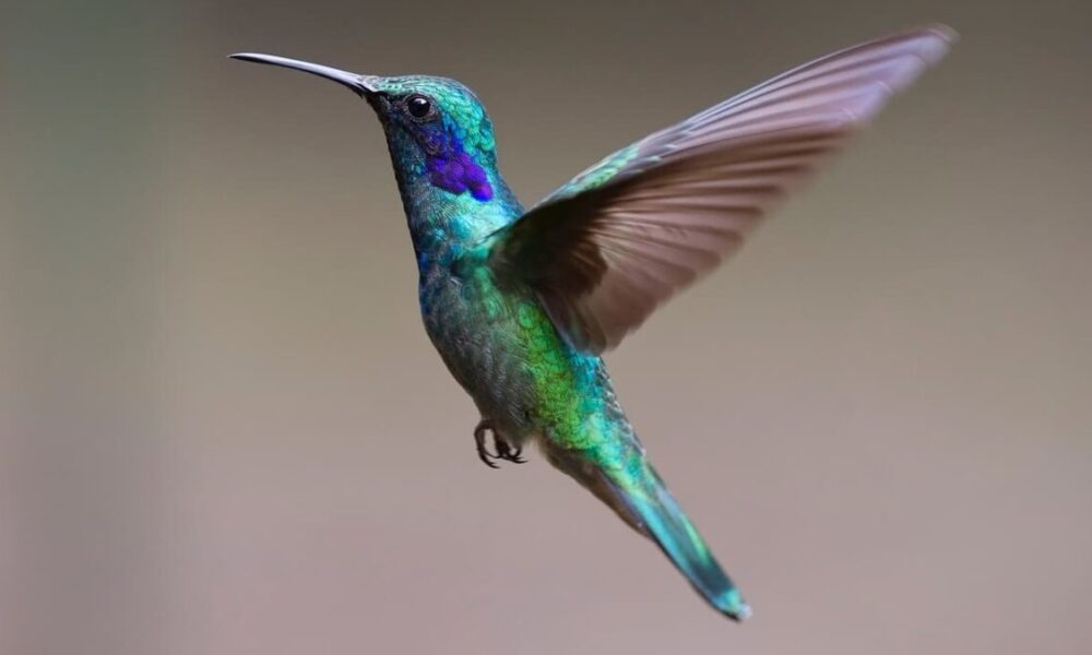 Come fanno i colibrì a volare in spazi strettissimi?