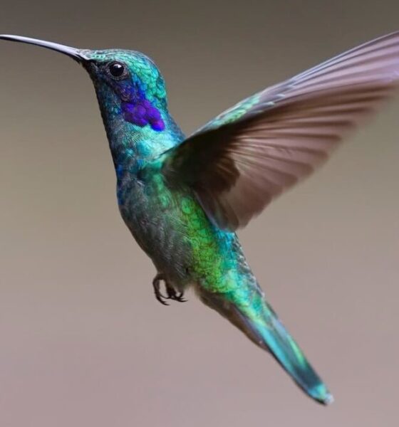 Come fanno i colibrì a volare in spazi strettissimi?