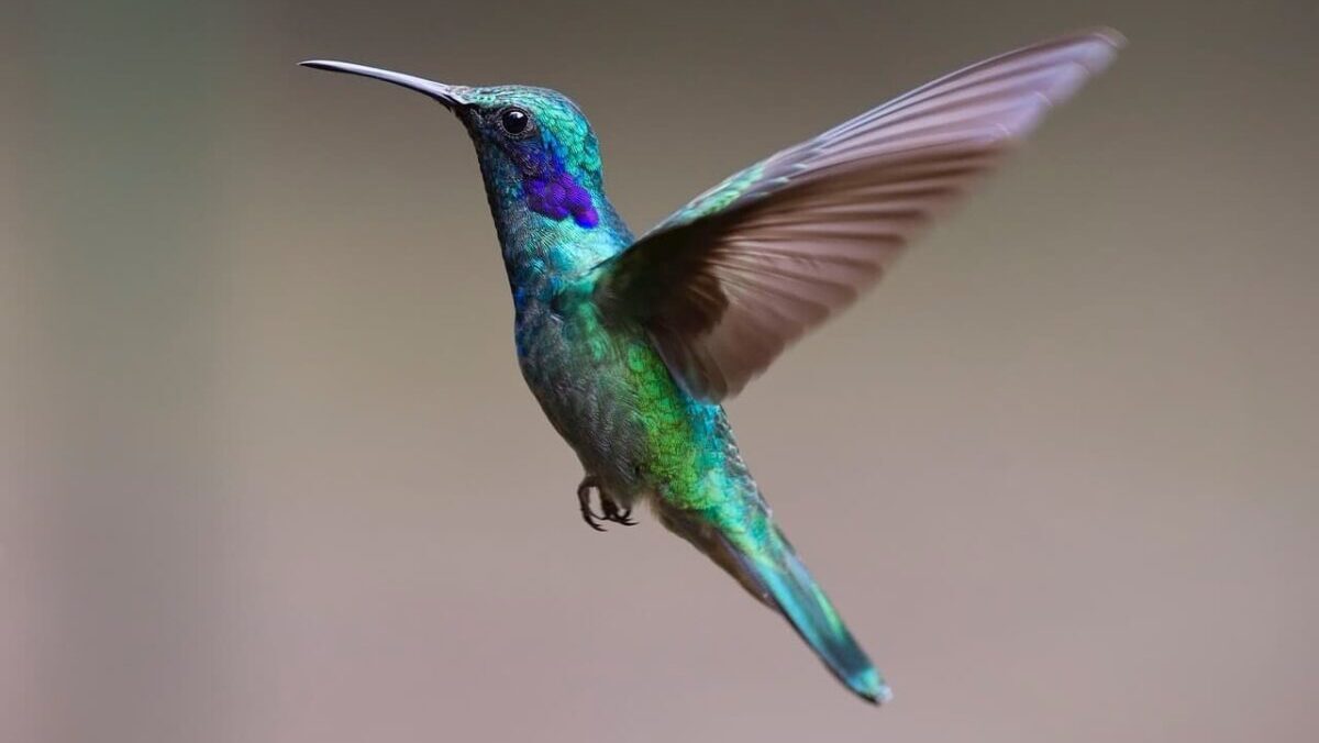 Come fanno i colibrì a volare in spazi strettissimi?