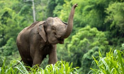Ma perché gli elefanti hanno la proboscide?