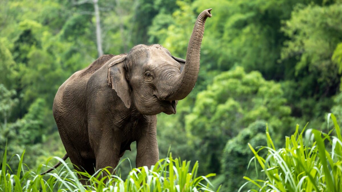 Ma perché gli elefanti hanno la proboscide?