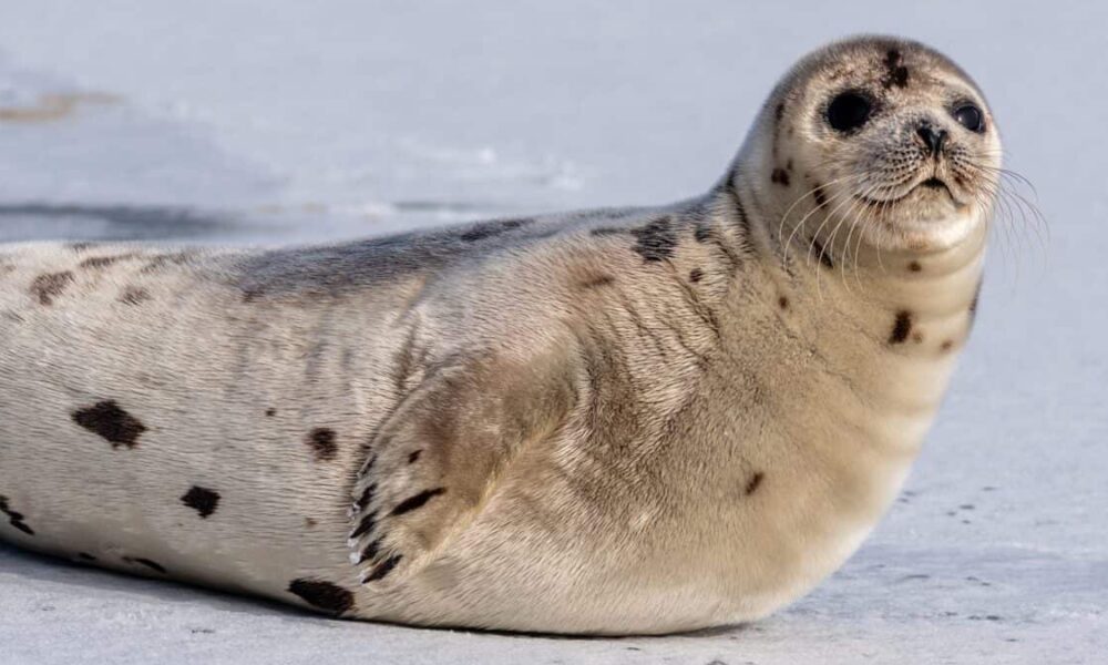 Le foche aiutano gli scienziati a mappare gli oceani
