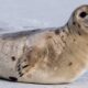 Le foche aiutano gli scienziati a mappare gli oceani