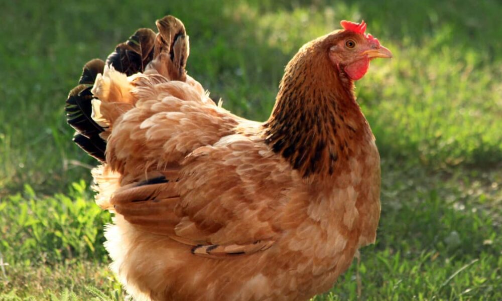 Quanti neuroni hanno le galline?