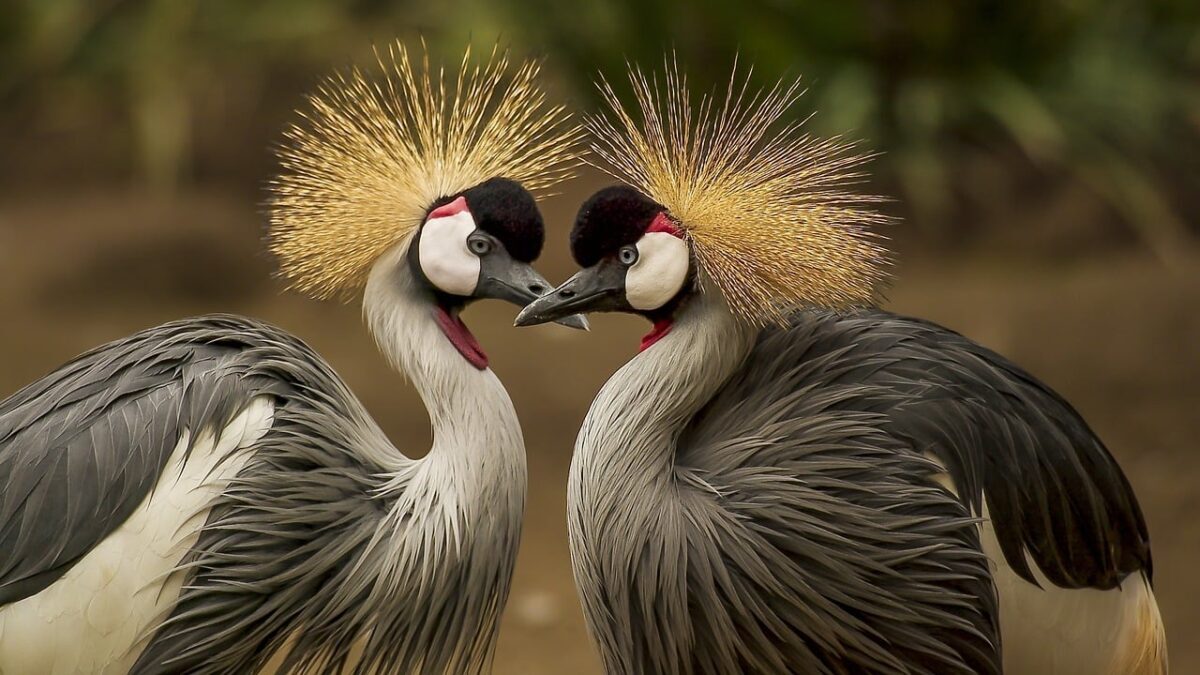 Qual è l'uccello più pericoloso del mondo?