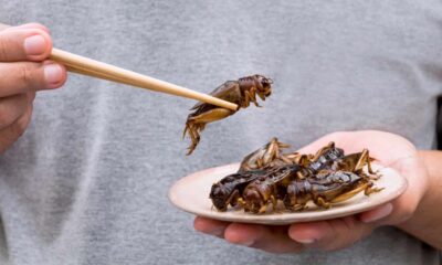 Indovina chi mangia insetti come pasto quotidiano