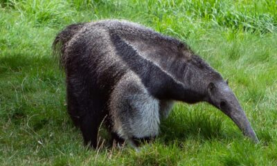 Perché l'oritteropo mangia formiche?