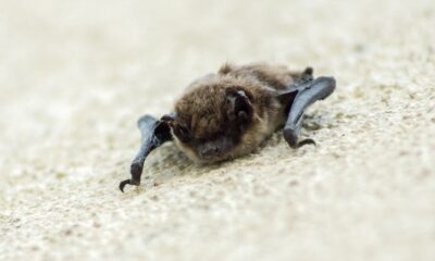 Qual è il cibo preferito dei pipistrelli?